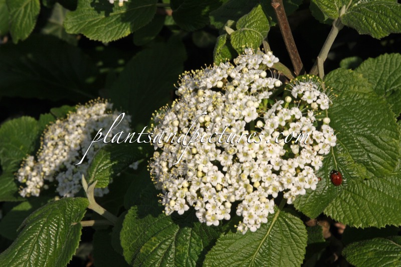 Viburnum lantana