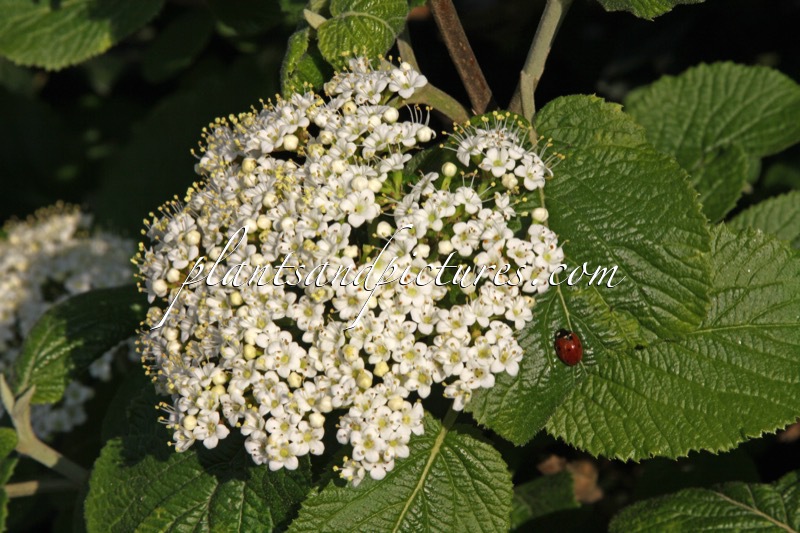 Viburnum lantana