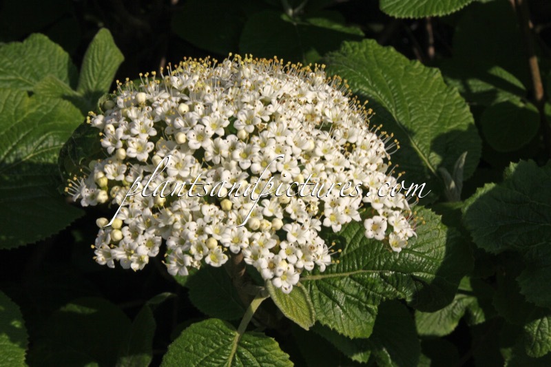 Viburnum lantana