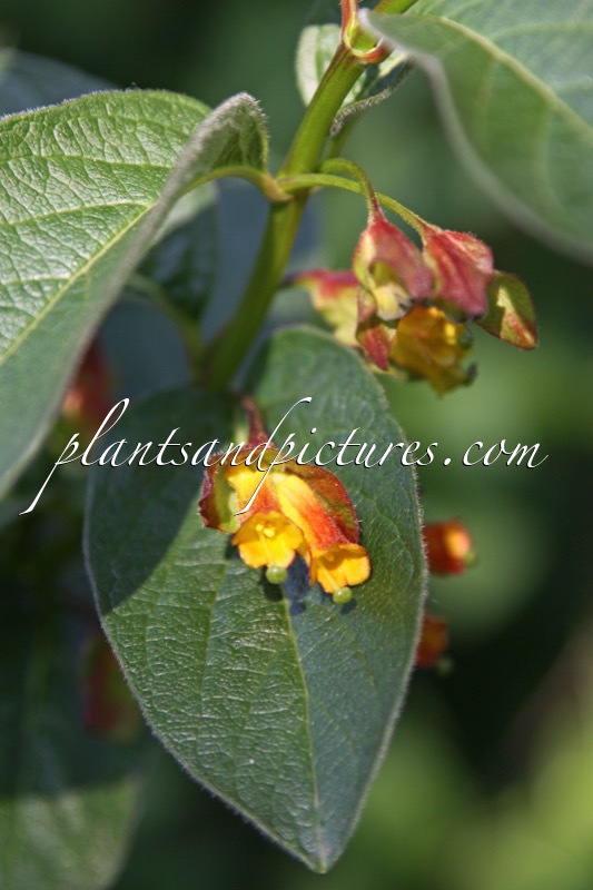 Lonicera involucrata var. ledebouri