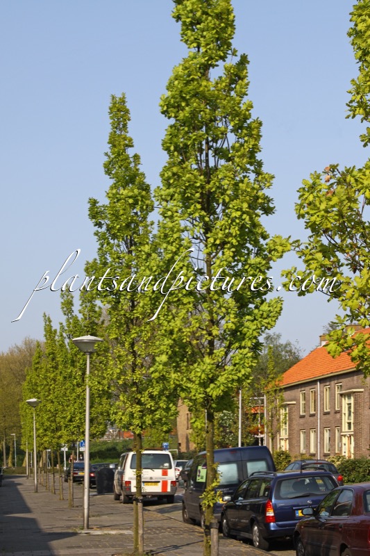 Quercus robur ‘Fastigiate Koster’