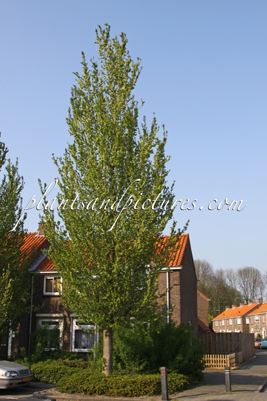 Ulmus ‘Columella’