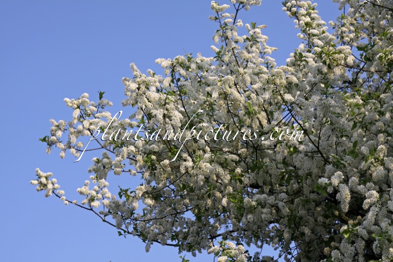 Prunus padus