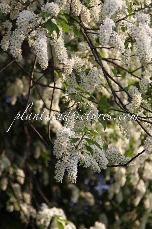 Prunus padus