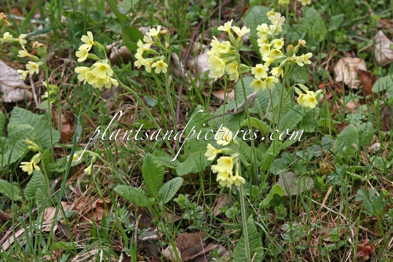Primula veris