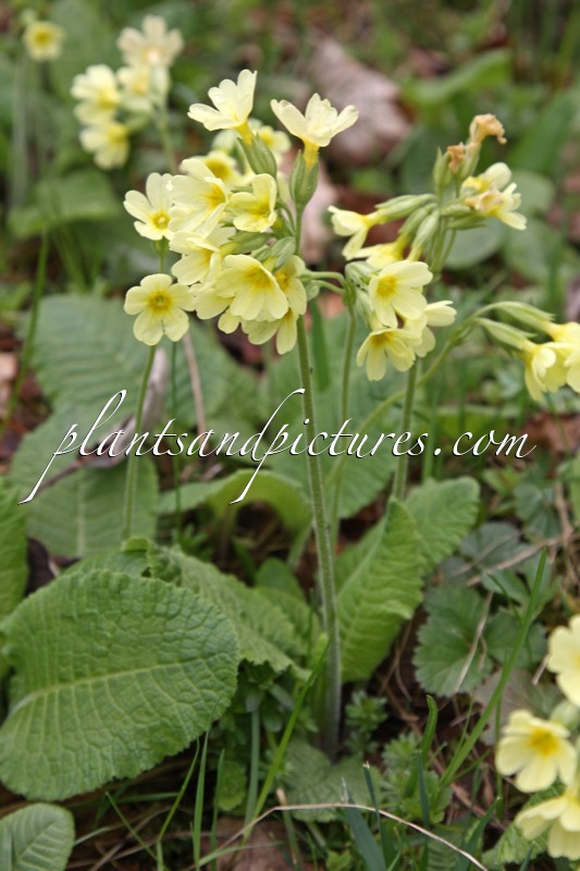 Primula veris