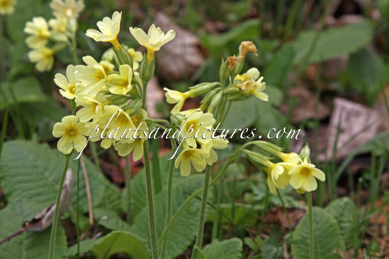 Primula veris