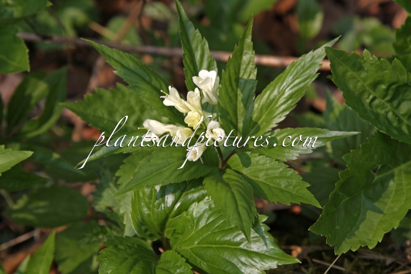 Cardamine heptaphylla