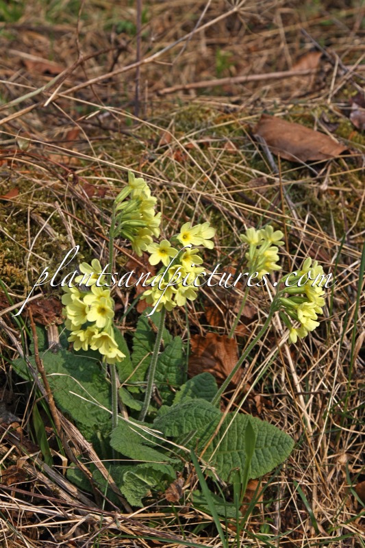 Primula veris