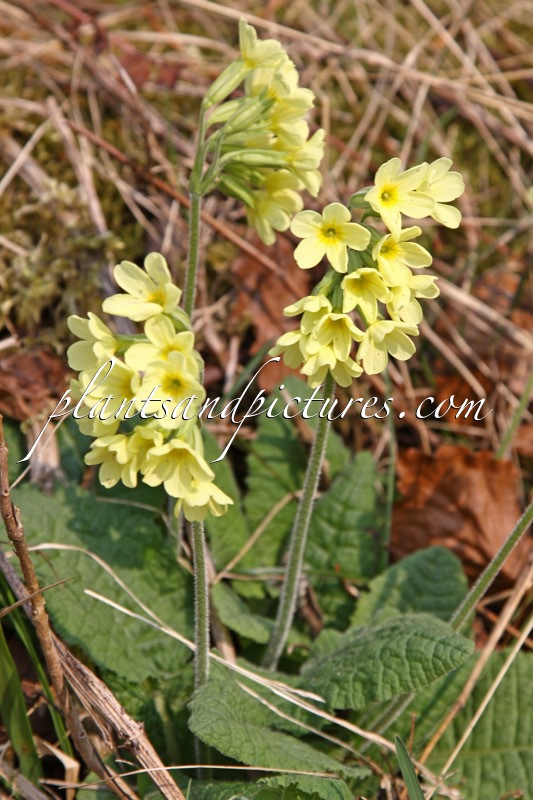 Primula veris