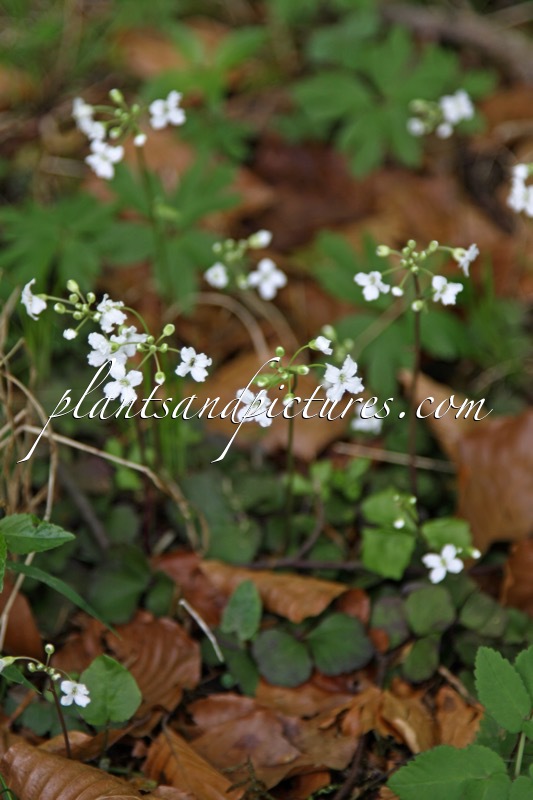 Cardamine trifolia