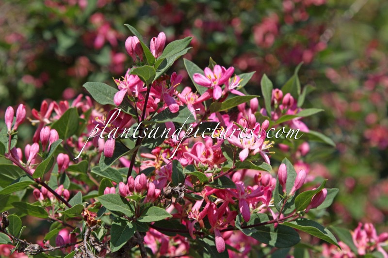 Lonicera tatarica
