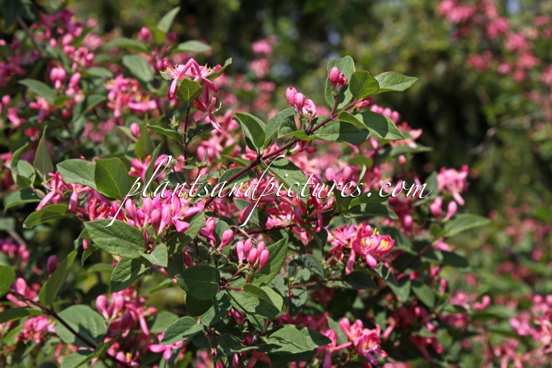 Lonicera tatarica