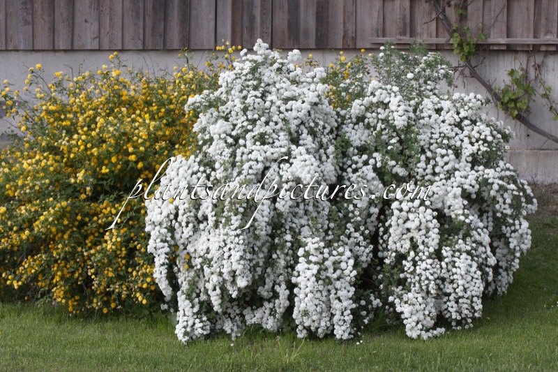 Spiraea vanhouttei