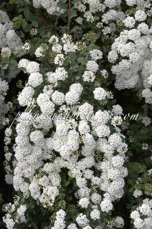 Spiraea vanhouttei