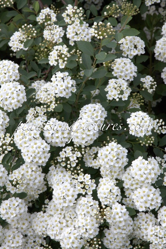 Spiraea vanhouttei
