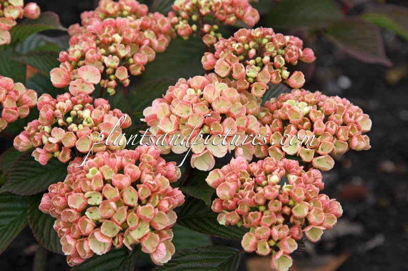 Viburnum plicatum ‘Mary Milton’