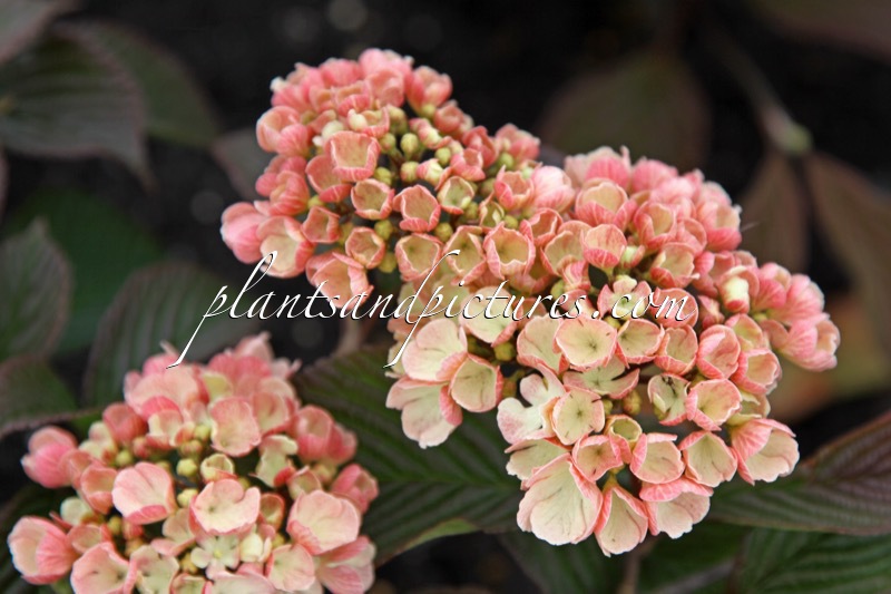 Viburnum plicatum ‘Mary Milton’