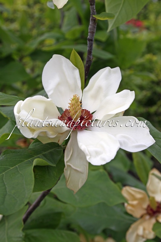 Magnolia ‘Aashild Kalleberg’