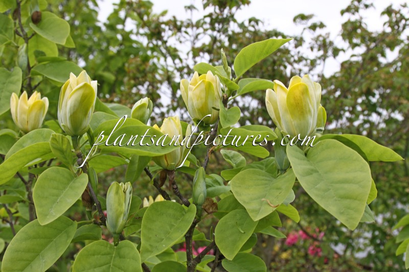 Magnolia acuminata subsp. subcordata