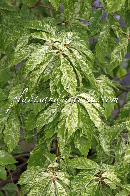 Quercus cerris ‘Ishi’