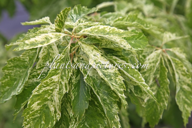 Quercus cerris ‘Ishi’