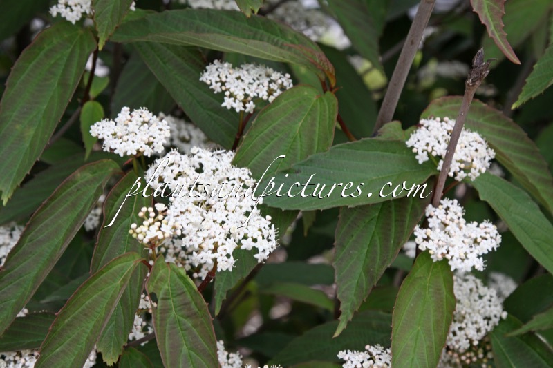 Viburnum setigerum