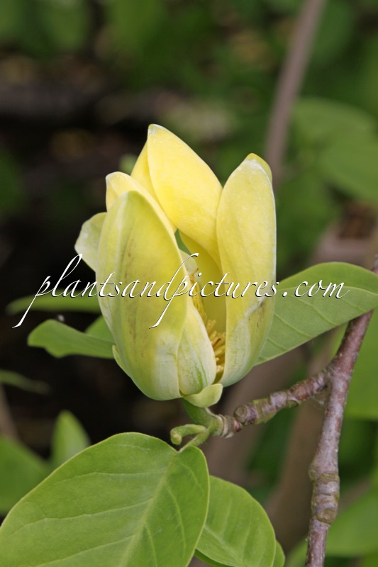 Magnolia acuminata ‘Miss Honeybee’