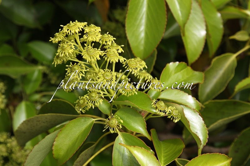 Trochodendron aralioides