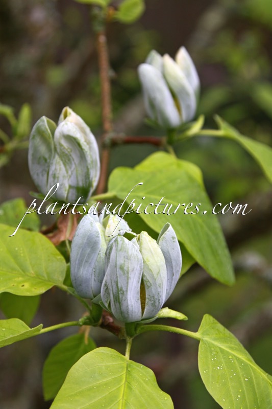 Magnolia acuminata ‘Philo’
