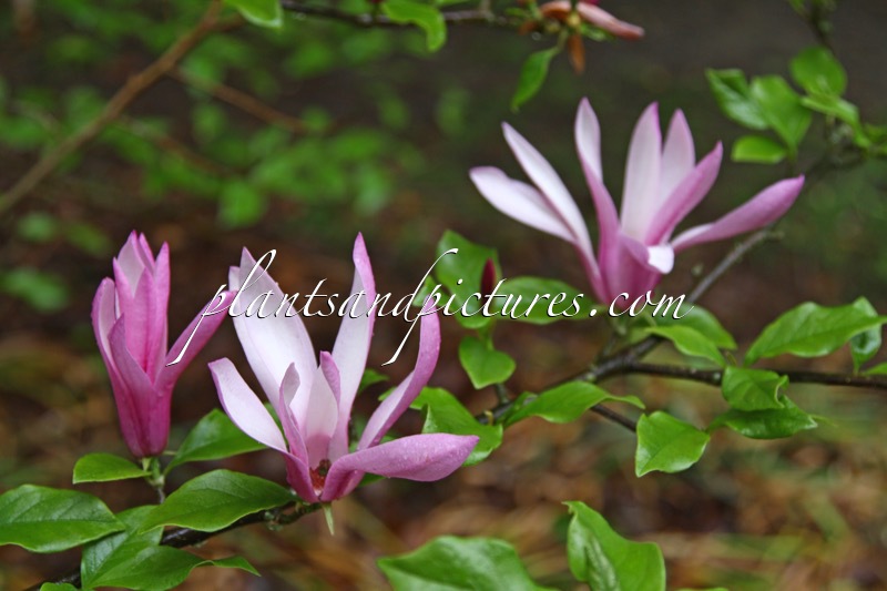 Magnolia ‘Randy’
