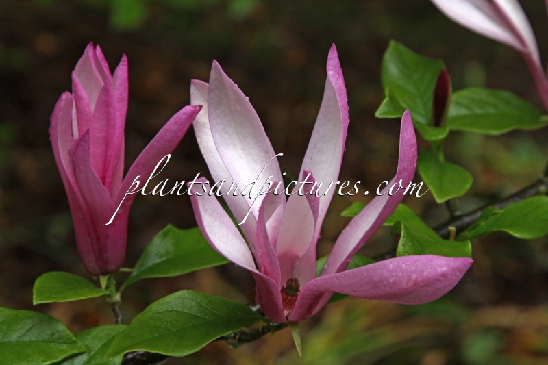 Magnolia ‘Randy’