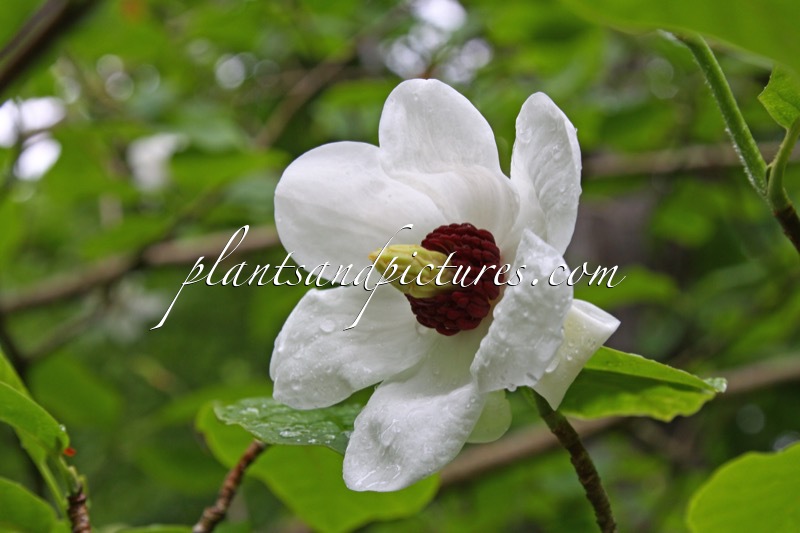 Magnolia sieboldii