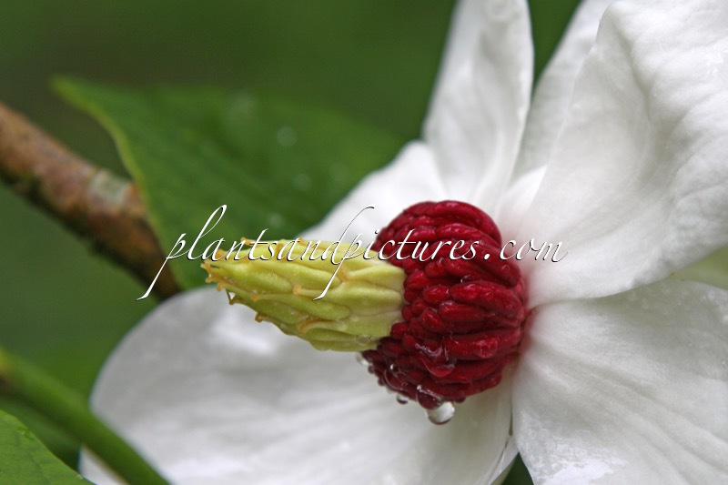 Magnolia sieboldii