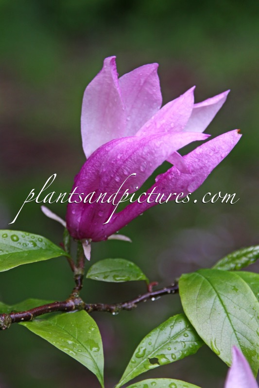 Magnolia ‘Betty’