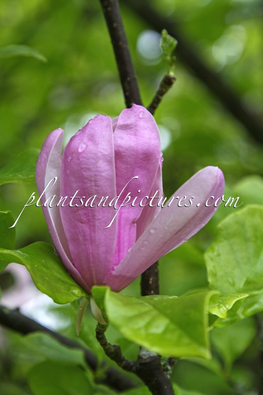 Magnolia ‘Pinkie’