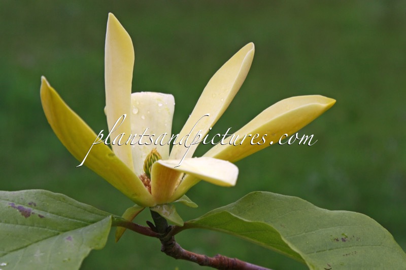 Magnolia ‘Amber’