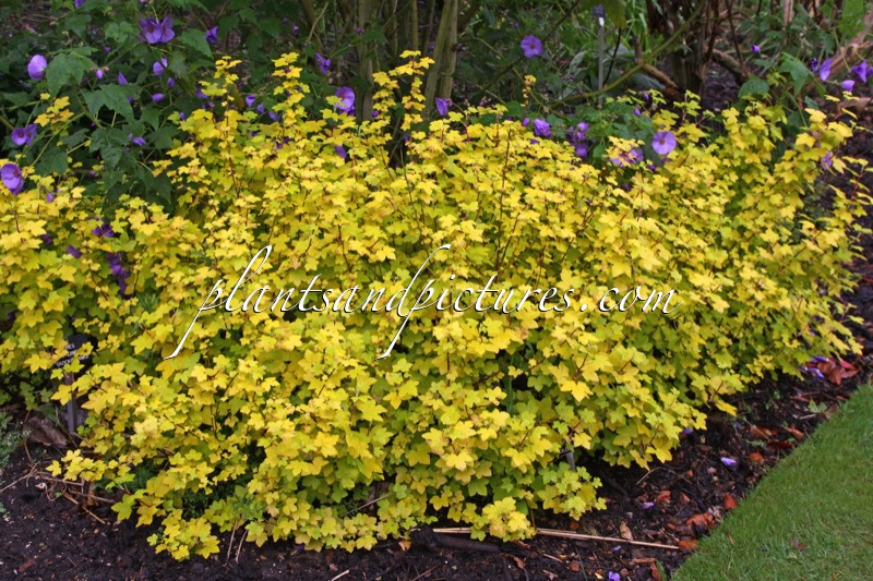 Ribes sanguineum ‘Brocklebankii’