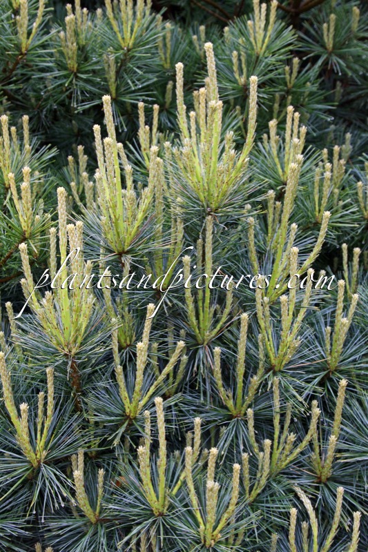 Pinus strobus ‘Minuta’