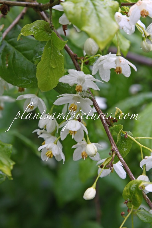 Sinojackia xylocarpa