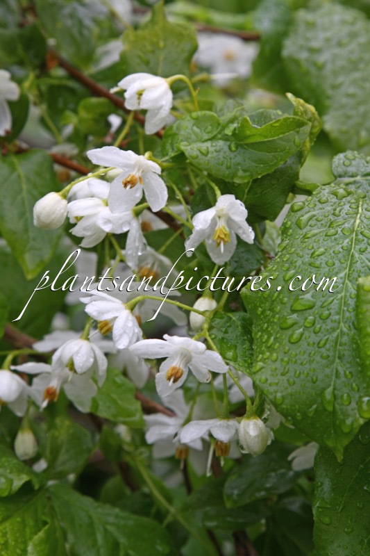 Sinojackia xylocarpa