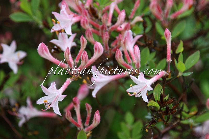 Rhododendron atlanticum