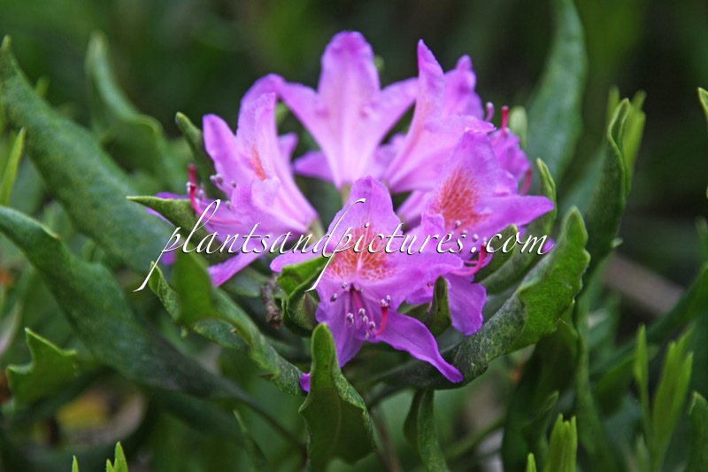 Rhododendron ponticum ‘Cheiranthifolium’