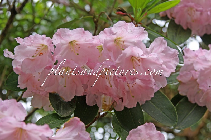 Rhododendron fortunei subsp. discolor