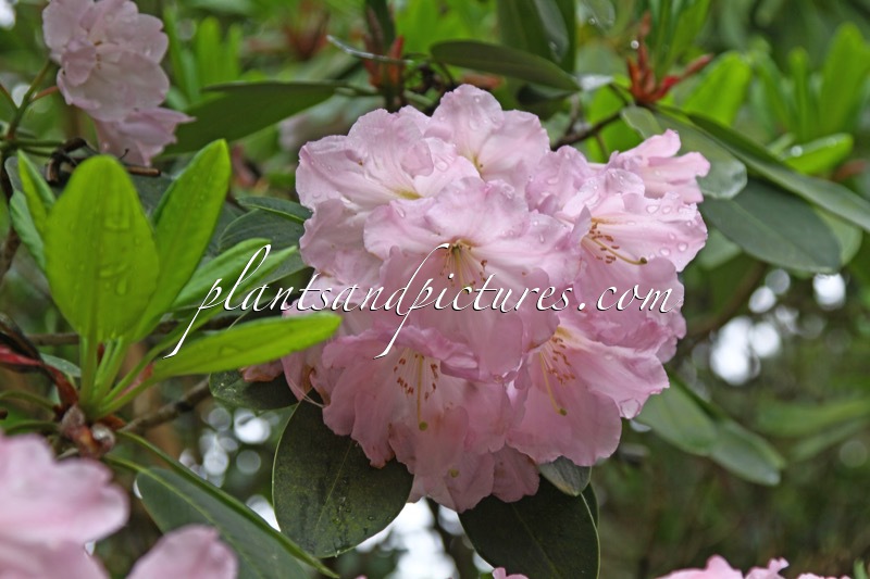 Rhododendron fortunei subsp. discolor