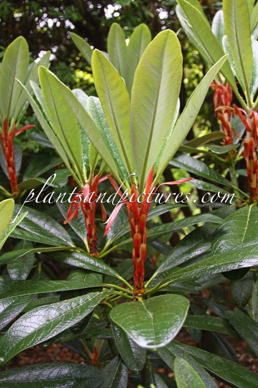 Rhododendron kesangiae