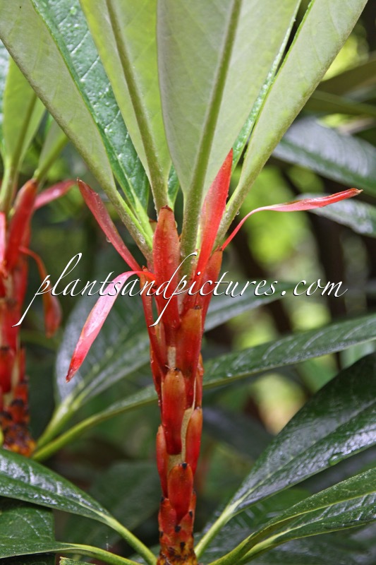 Rhododendron kesangiae