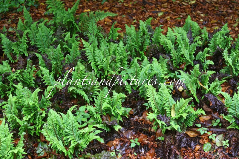 Polystichum setiferum ‘Plumoso-densum’