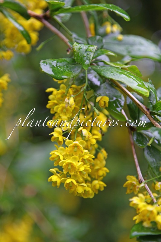Berberis macrophylla