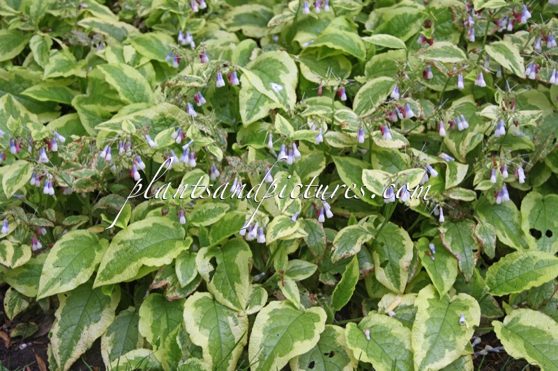 Symphytum grandiflorum ‘Goldsmith’